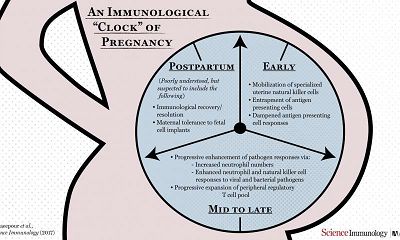 孕期免疫系统的时序性变化受精确调控