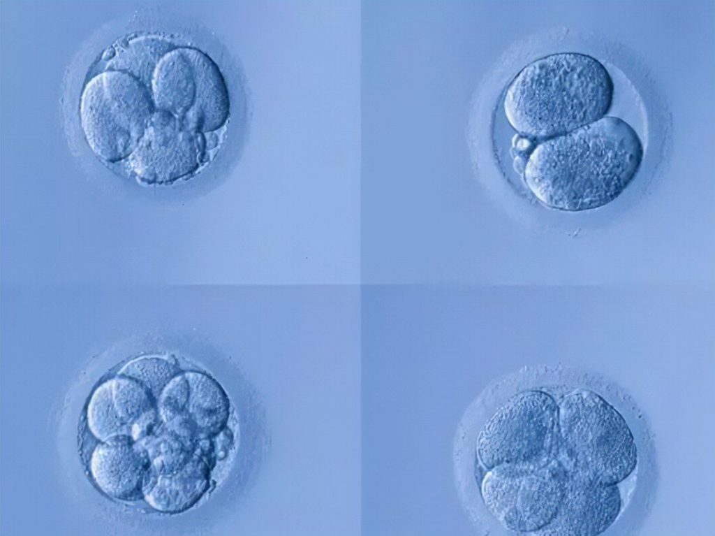囊胚移植的成功率有多高?囊胚和鲜胚有什么区别