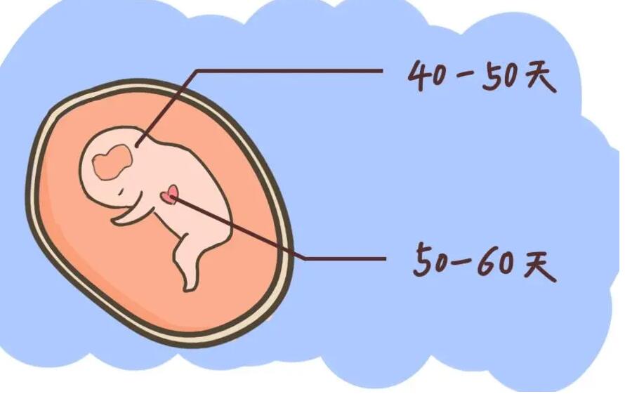 怎么通过胎心检测判断宝宝男女？胎心能看出男女吗？