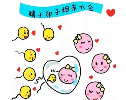 上海三代供卵试管婴儿去哪做 附上海供卵试管婴儿价格