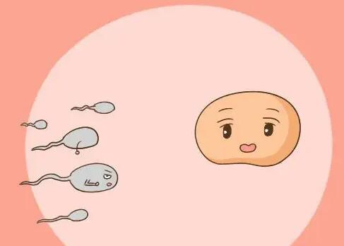 供卵三代试管婴儿成功案例有哪些？长沙妇幼供卵成功率多少？