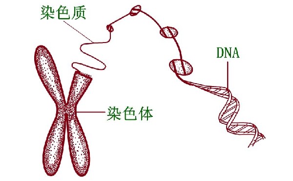 有遗传病到俄罗斯做试管婴儿的成功率高吗？