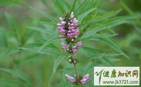 经期吃什么好排出淤血经期吃什么好排毒养颜