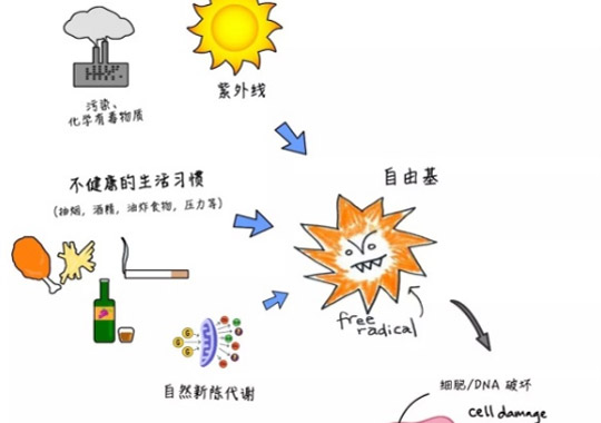 弱精子症病因