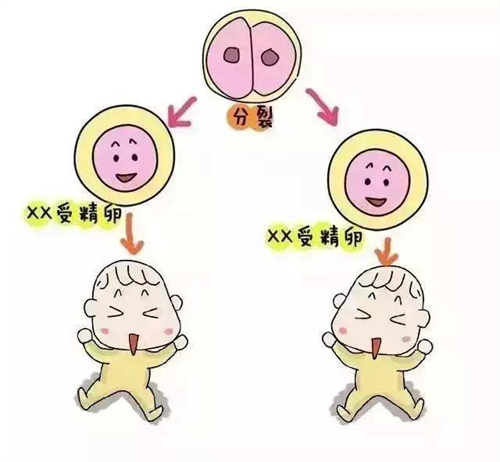 国内供卵试管多少钱？国内冷冻卵子所需费用多少？