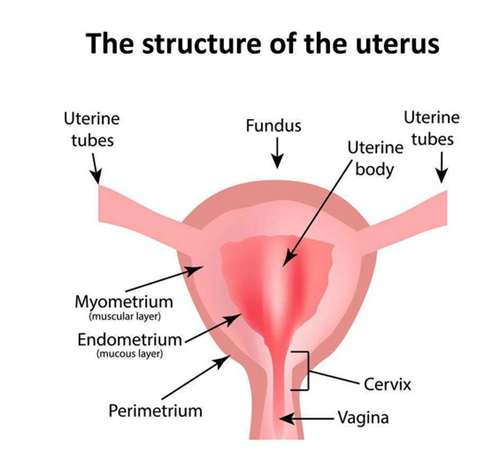 卵巢早衰能做供卵试管吗？促排卵会引起卵巢早衰吗？