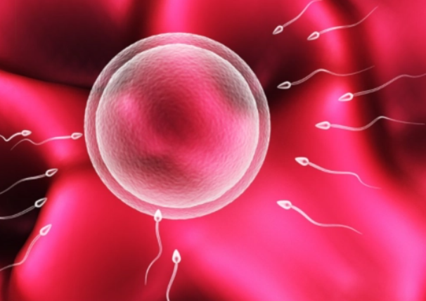试管移植可以植入多个胚胎吗 试管移植后饮食方面有什么需要注意的？