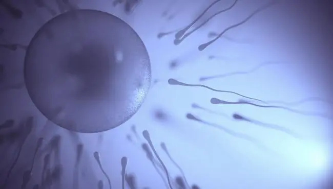 精卵结合最早反应是什么？精卵结合早期有什么感觉？