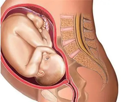 胎儿位置什么时候应该头朝下？胎儿一般几周开始头朝下？