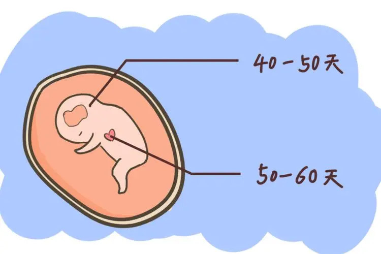胎心胎芽是什么意思？胎心胎芽是干什么用的？
