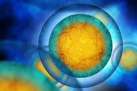 卵泡监测，生长速度与质量的关系：2024试管婴儿知识索引