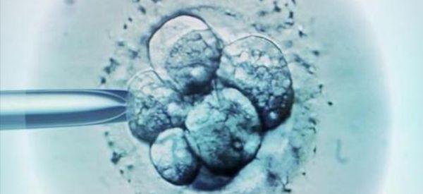 5ba囊胚在质量上相当于几级胚胎？