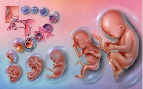 试管胚胎移植成功，隔多久可以看到胎心胎芽？
