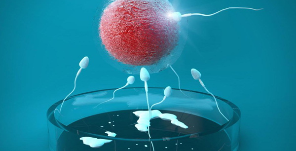 试管婴儿胎停经历分享!3个小经验让你轻松告别胚胎停止发育