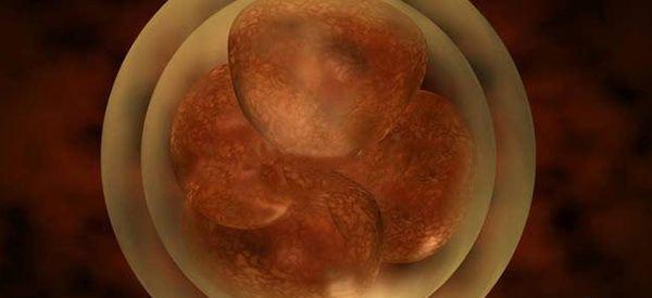 试管促排移植后剩余的胚胎医院会怎么处理？