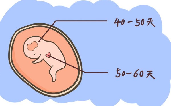 B超检查有胎心胎芽，发生胎停育会有哪些反应？