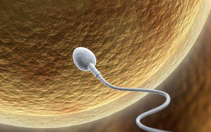做三代试管精子卵子不结合怎么办?精卵不结合是什么原因