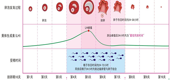 
期间通过排卵试纸测出强阳性要不要立马同房？