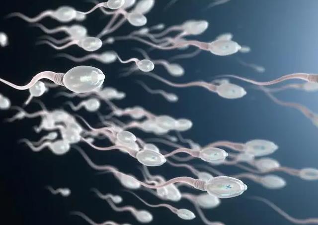 精子碎片率高做试管婴儿成功率高吗？