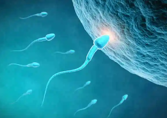 2个胚胎养囊胚的成功率是多少？2个胚胎养囊能成功几个