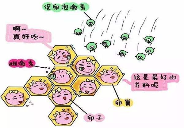 试管婴儿促排的这些注意事项你千万要注意？