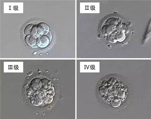 胚胎几细胞是最好？