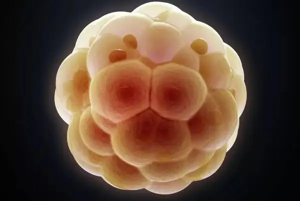 胚胎质量不太好移植能成功吗？质量差的胚胎移植效果如何？