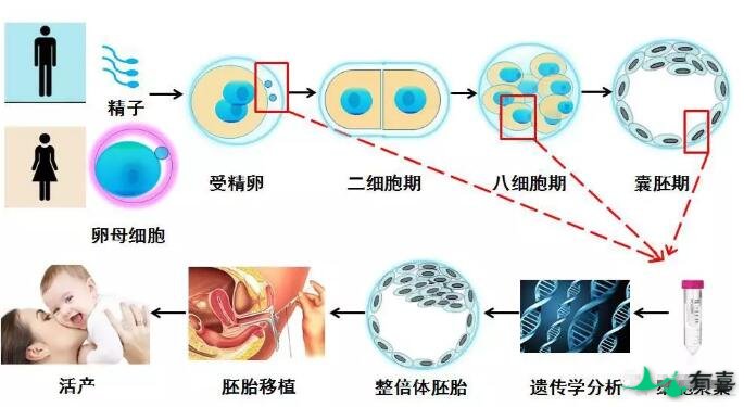 美国第三代试管婴儿核心-NGS技术解密