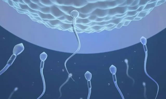 供精试管比供精人授贵多少钱？解析2025供精试管助孕流程和费用