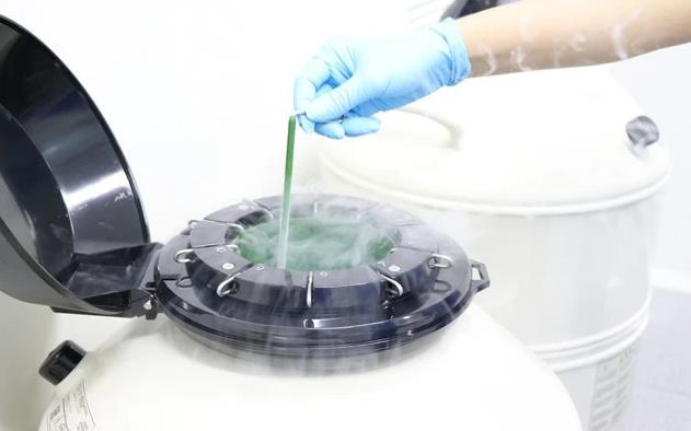试管婴儿胚胎培养成囊胚的过程揭秘！附试管婴儿养囊成功率介绍