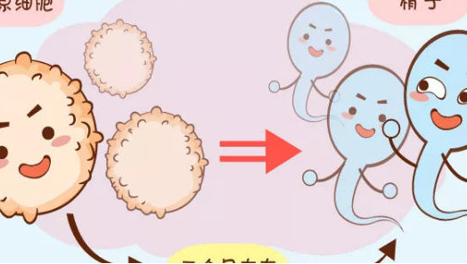 什么情况下影响胚胎正常着床？附影响试管胚胎着床的四大因素