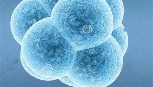 残角子宫做试管可以移植几个胚胎？附残角子宫做试管移植成功率讲解