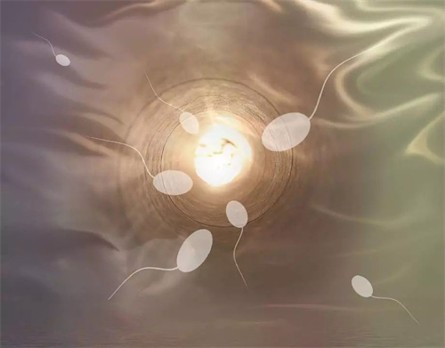 冷冻精子解冻后怎么样？附冷冻精子解冻质量的影响因素