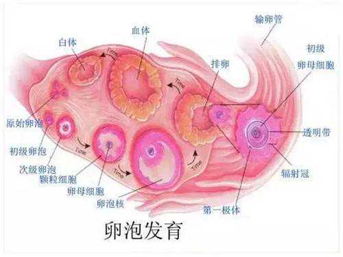 什么是空卵泡综合征，该如何判断及预防插图