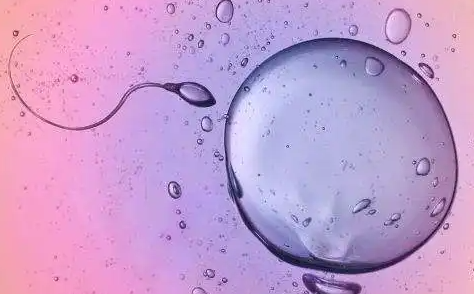 睾丸穿刺取精能否做人工授精?穿刺取精做二代试管成功率高吗插图 undefined