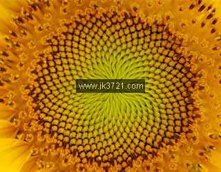 影响怀孕的6大食物插图3