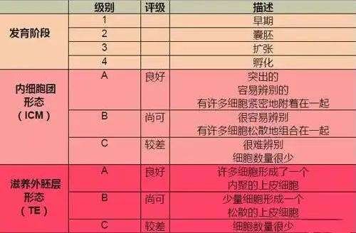 试管婴儿优质胚胎和普通胚胎的区别插图 试管婴儿优质胚胎和普通胚胎的区别插图