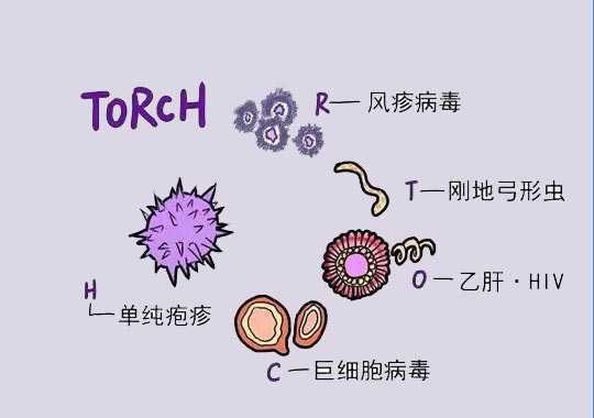 试管婴儿为什么要做优生四项(TORCH)检查?插图