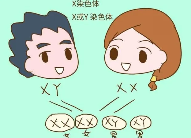 验血查男女准确率大吗？验血真的能查性别吗？插图2