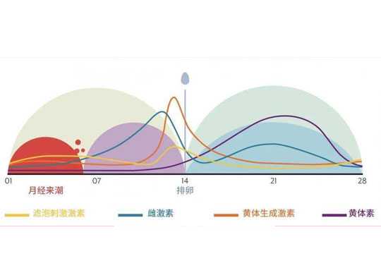 六项性激素在卵巢周期中的分泌规律插图