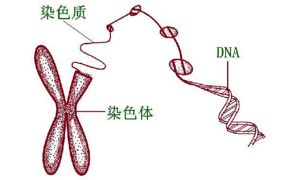 做试管婴儿更容易生男孩吗？试管可以选择性别吗？插图1