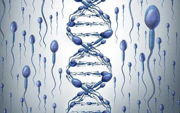 使用冷冻精子会加速胚胎着床速度吗？冻精做试管会不会影响移植成功率插图1