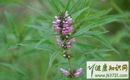 经期吃什么好排出淤血经期吃什么好排毒养颜插图1