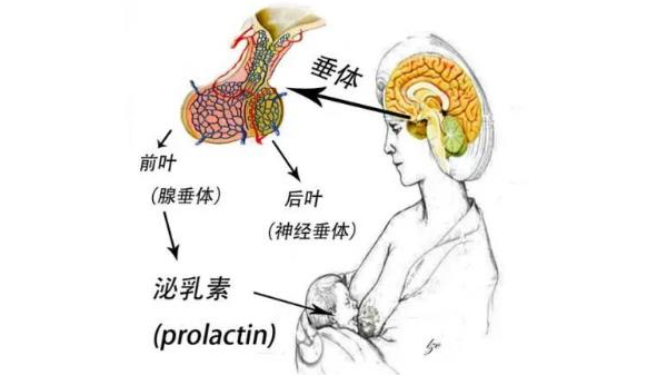 泌乳素偏高会不会影响到女性怀孕插图