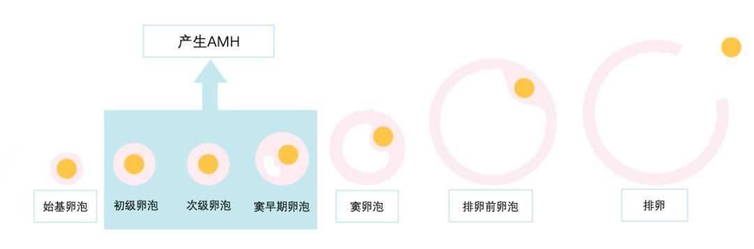 AMH是什么检查项目插图