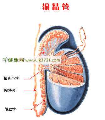 输精管为什么会堵塞?插图 输精管为什么会堵塞?插图