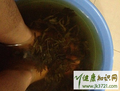 艾叶泡脚可以助孕吗艾蒿有什么作用插图2 艾叶泡脚可以助孕吗艾蒿有什么作用插图2