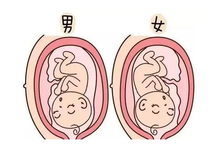 小方法知道自己怀的男孩女孩？附看胎儿性别方法插图2