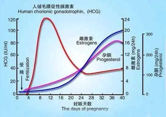 HCG(humanchorionicgonadotropin)—人绒毛膜促性腺激素是什么?插图