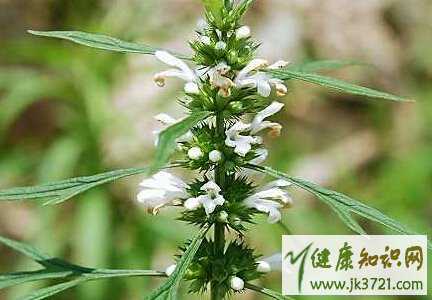 女性月经期间喝益母草好吗益母草什么时候喝最好插图 女性月经期间喝益母草好吗益母草什么时候喝最好插图